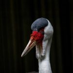 CC在线直播平台:精彩内容实时互动零距离 1ld8hay