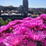 金狮在节庆中的角色:传承与现代庆典的结合 49ycuf