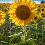 金狮娱乐的热门游戏推荐与玩家心得分享 6v8b1